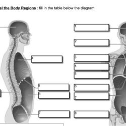 Blank body regions labeling worksheet