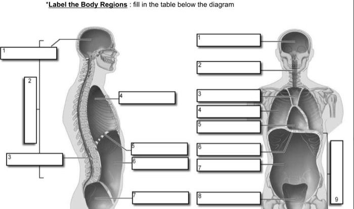 Blank body regions labeling worksheet