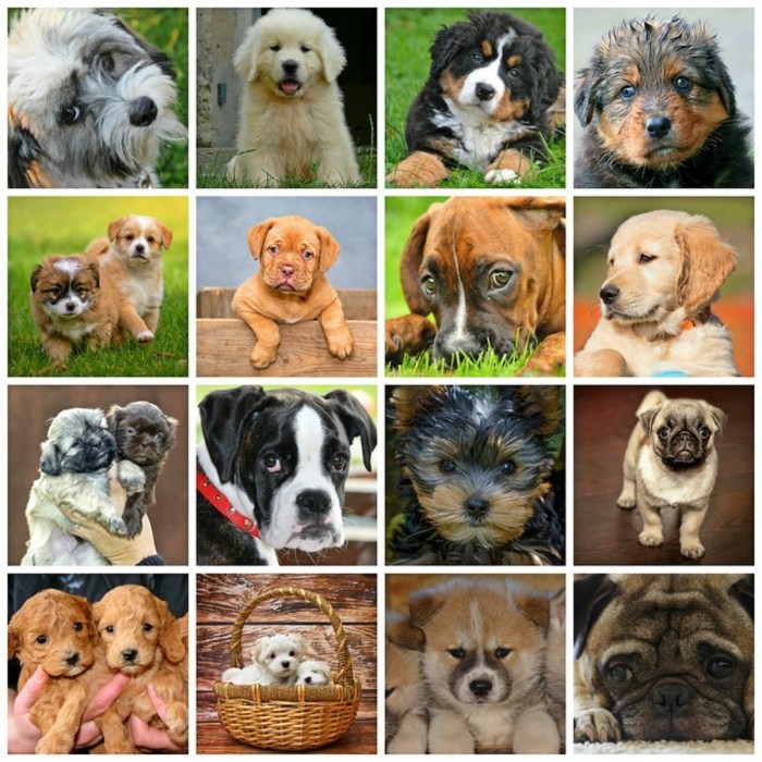You have a column of dog breeds