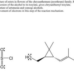 Chrysanthemic acid can be isolated from chrysanthemum flowers
